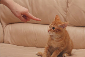 Paano parusahan ang isang pusa o pusa