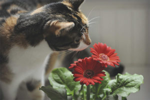 Paano maprotektahan ang mga bulaklak mula sa isang pusa