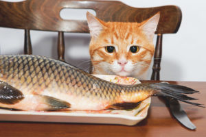 Anong uri ng isda ang maibibigay sa mga pusa at pusa?