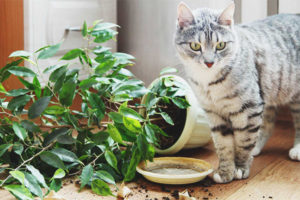 Kinakain ng pusa o pusa ang lupain