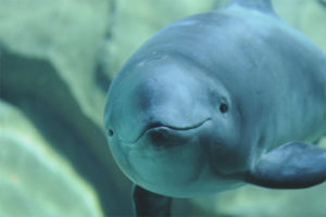 Porpoise