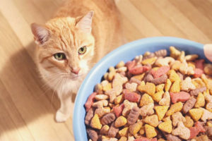 Posible bang pakainin lamang ang isang pusa na may tuyong pagkain