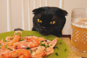 Maaari bang magbigay ng hipon ang mga pusa?
