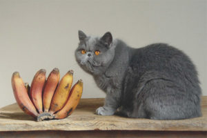 Posible ba sa mga pusa at pusa ng saging
