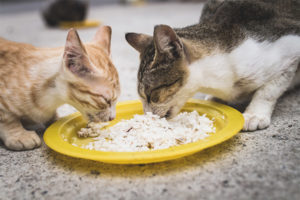 Posible bang magbigay ng bigas ang mga pusa at pusa
