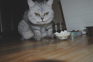 Posible ba para sa mga pusa at pusa na magbigay ng cottage cheese
