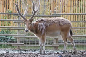 Deer ng david