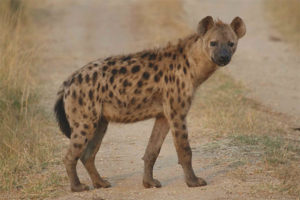 Nakintal na hyena
