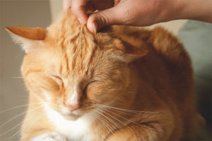Bakit ang mga pusa purr at kung ano ang ibig sabihin