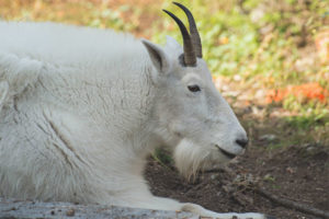 Snow kambing