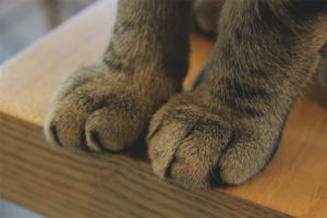 Ang pusa ay may malamig na paws
