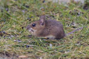 Dugo-dilaw na mouse