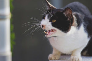 Ang mga mapangahasong pusa