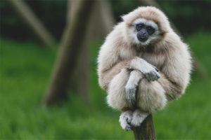 Naka-kamay na gibbon