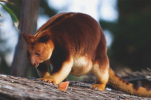 Kangaroo ng kahoy