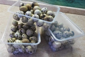 Paano mag-imbak ng mga itlog ng pugo
