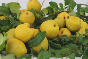 Paano gamitin ang mga bunga ng Japanese quince