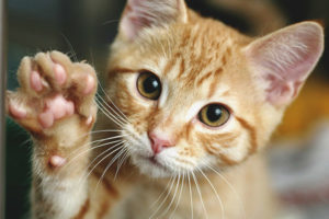 Paano magturo ng isang pusa o pusa upang magbigay ng isang paa