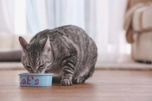 Paano malutas ang isang pusa o pusa mula sa mga whiskas