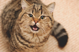 Paano malutas ang isang pusa o pusa sa meow