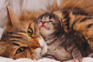 Paano makikipagkaibigan sa isang matandang pusa na may isang kuting
