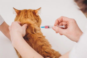 Paano bigyan ang isang pusa ng isang iniksyon sa mga nalalanta