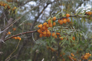 Paano mangolekta ng sea buckthorn