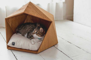 Paano sanayin ang isang pusa o pusa sa isang bahay