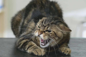 Paano ang rabies sa mga pusa