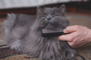 Paano alagaan ang buhok ng pusa