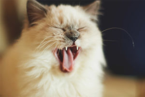 Paano mapapasigla ang isang pusa upang hindi siya sumigaw