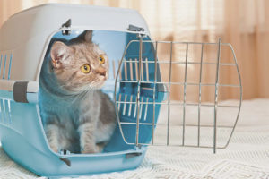 Paano pumili ng isang carrier ng pusa