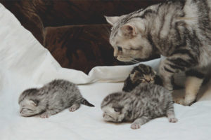 Kapag ang isang kuting ay maaaring makuha mula sa isang pusa