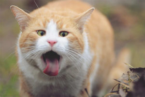 Ang Cat ay hindi maaaring maglagay ng lana