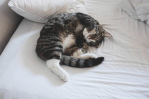Mga twitch ng pusa sa isang panaginip