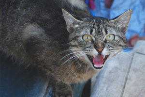 Cat o cat hisses sa may-ari