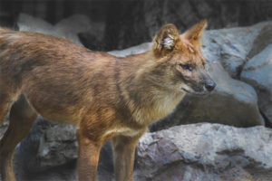 Pulang lobo
