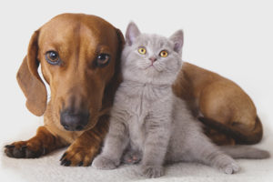 Sino ang mas mahusay na pusa o aso
