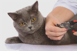 Maaari bang putulin ng mga pusa ang kanilang mga kuko