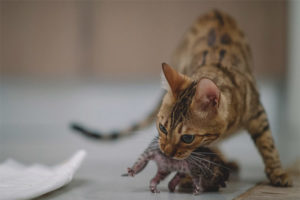 Bakit kinagat ng isang pusa ang mga kuting nito