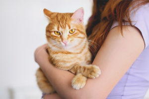 Bakit ang isang pusa ay ayaw umupo sa kanyang mga bisig
