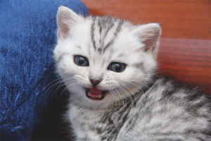 Bakit ang isang kuting meow kapag pumapasok sa banyo
