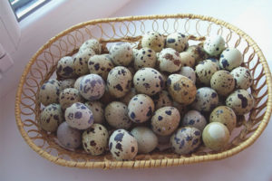 Gaano karaming mga itlog ng pugo ang maaaring kainin bawat araw