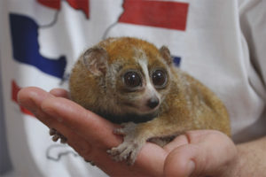 Nilalaman ng Lemur sa bahay