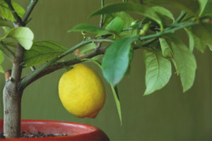 Ang mga dahon ng lemon ay nahuhulog