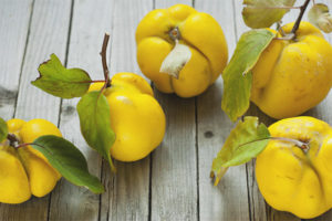 Japanese quince para sa taglamig
