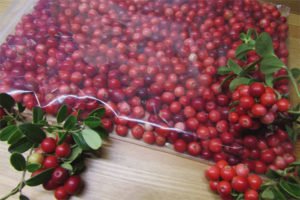 Paano mag-imbak ng mga lingonberry