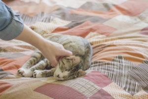 Paano malutas ang isang pusa upang sumulat sa isang kama