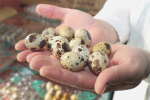 Paano suriin ang pagiging bago ng mga itlog ng pugo