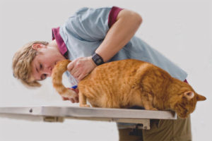 Paano gumawa ng isang enema para sa isang pusa